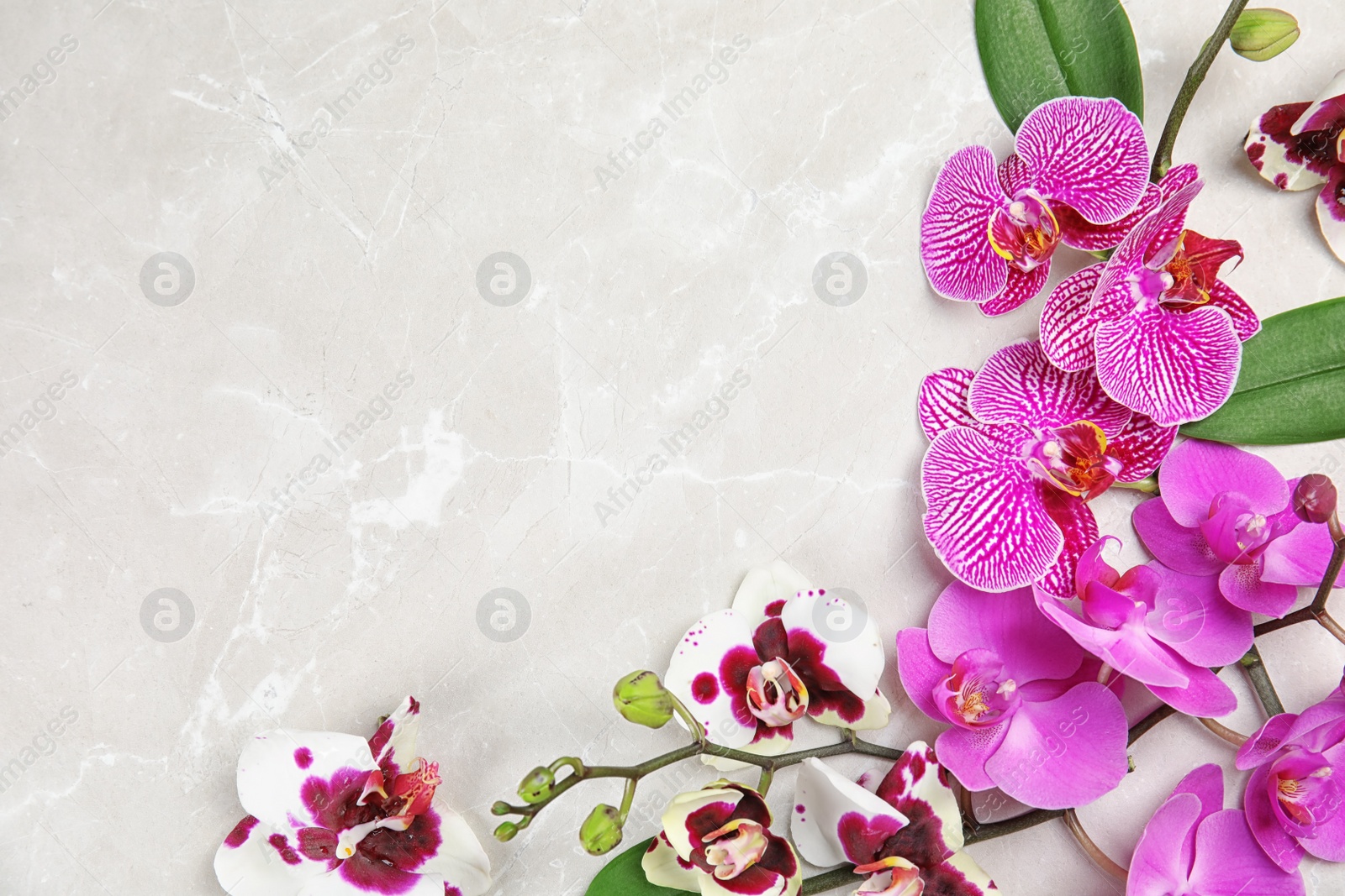 Photo of Beautiful tropical orchid flowers on light background, top view. Space for text