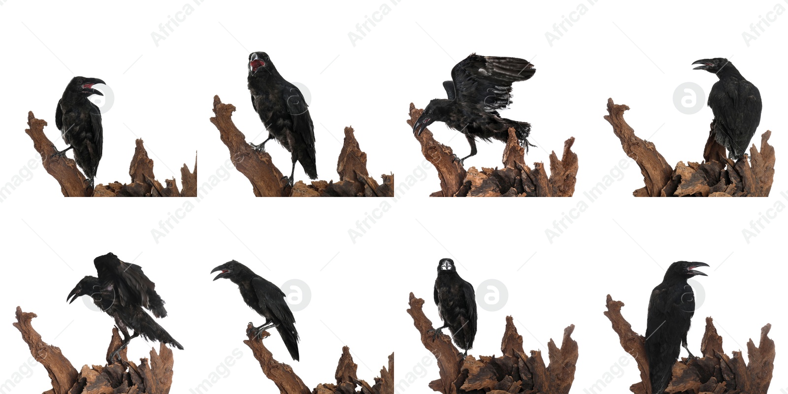 Image of Collage with black ravens on white background 