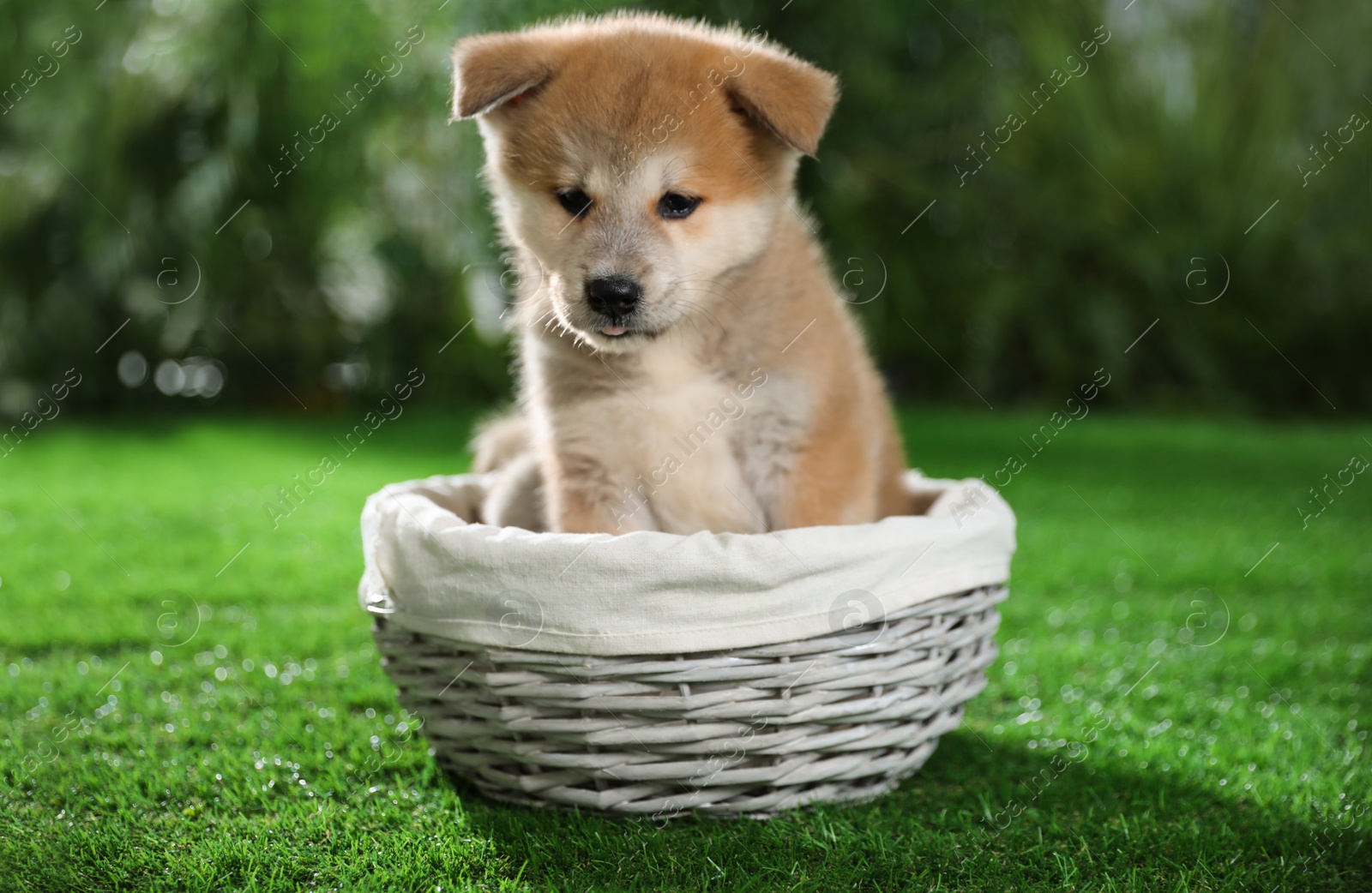 Photo of Cute Akita Inu puppy in wicker basket on green grass outdoors