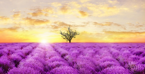 Image of Beautiful lavender field with single tree under amazing sky at sunset. Banner design