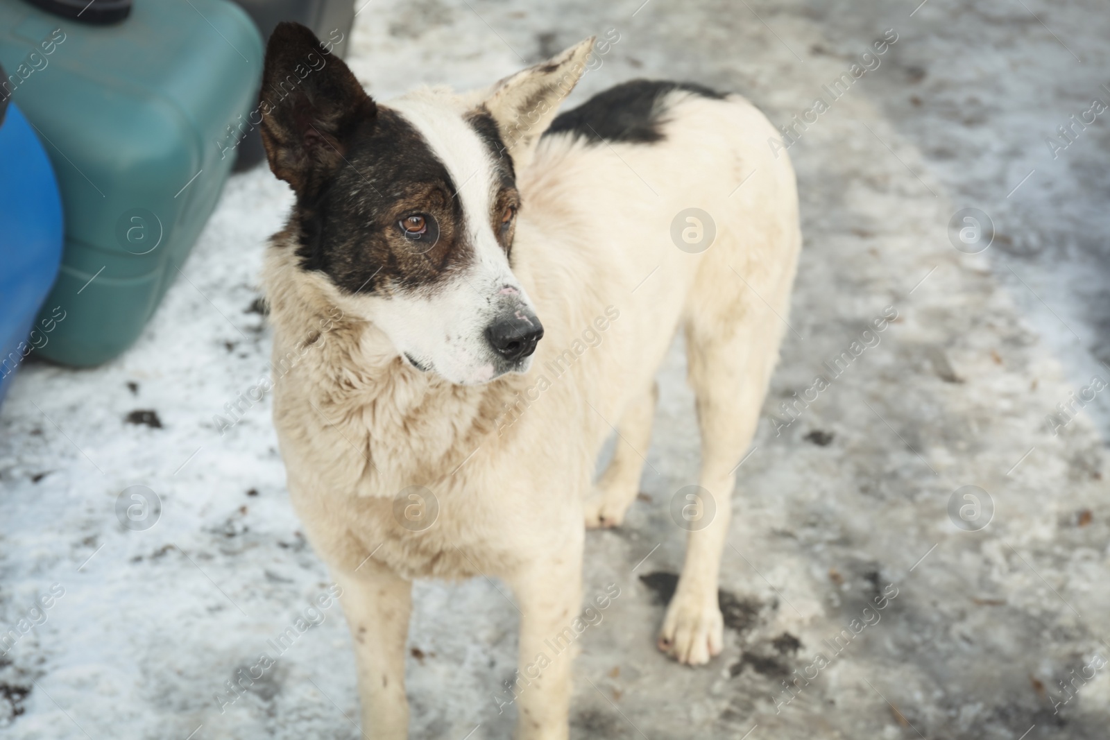 Photo of Homeless dog outdoors on winter day. Abandoned animal