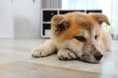 Photo of Adorable Akita Inu puppy on floor at home. Space for text