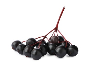 Photo of Bunch of black elderberries (Sambucus) on white background