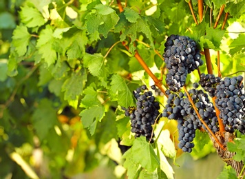 Fresh ripe juicy grapes growing in vineyard