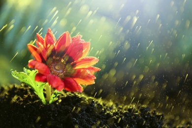 Photo of Fresh flower in fertile soil under rain, space for text