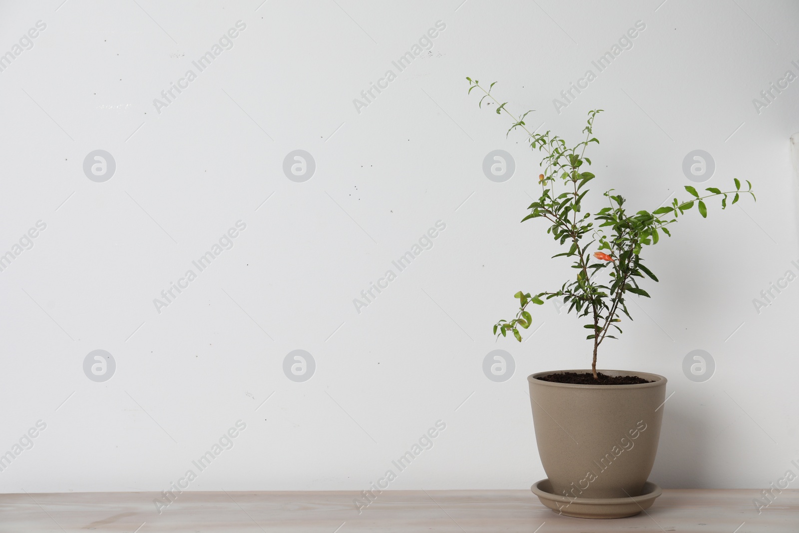 Photo of Pomegranate plant with green leaves in pot on wooden table near white wall, space for text