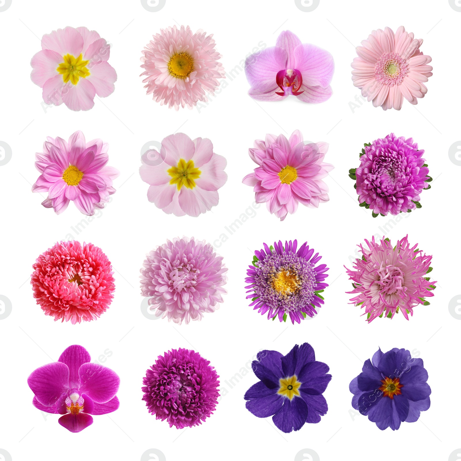 Image of Set with different beautiful flowers on white background