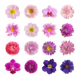 Image of Set with different beautiful flowers on white background