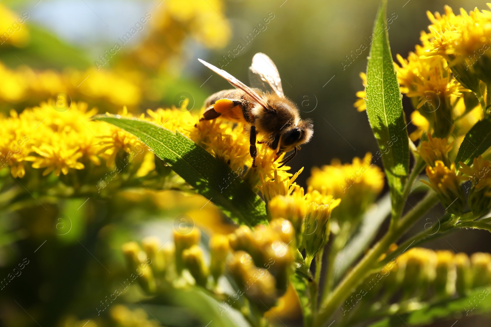 Photo of Honeybee collecting nectar from yellow flowers outdoors, closeup