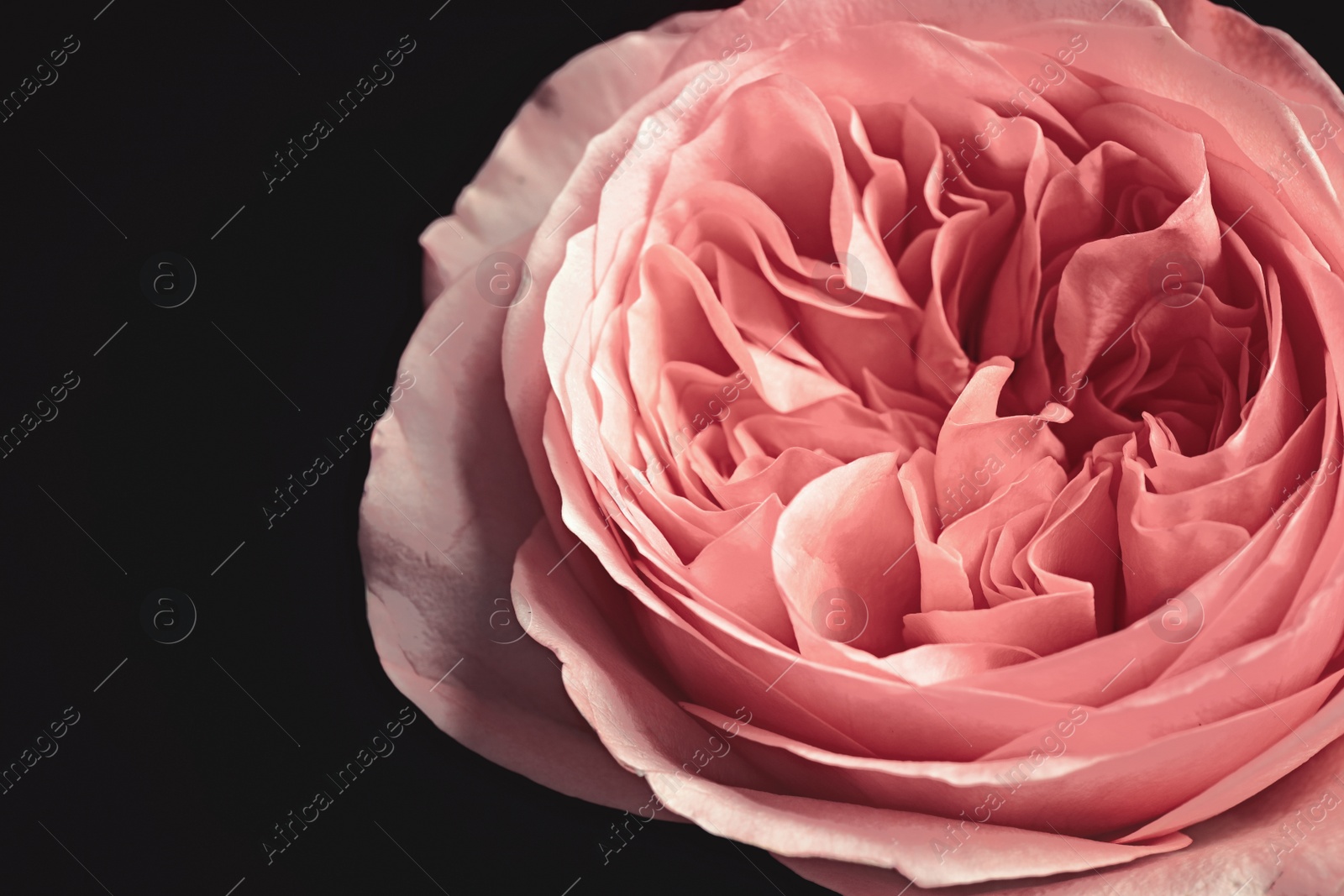 Photo of Beautiful rose on black background, closeup. Floral card design with dark vintage effect