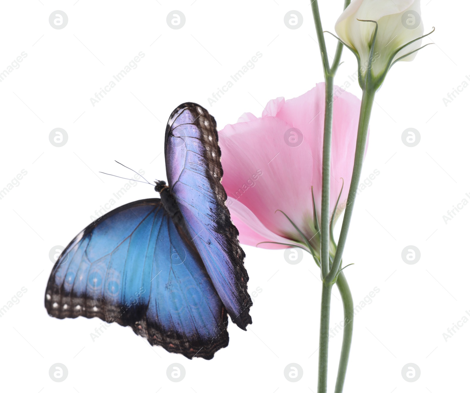 Photo of Beautiful common morpho butterfly sitting on eustoma flower against white background