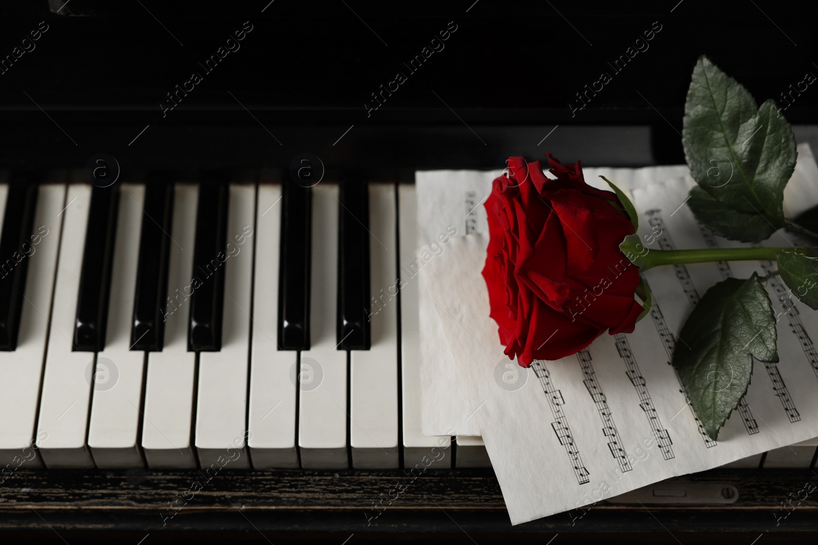 Photo of Beautiful red rose and musical notes on piano keys