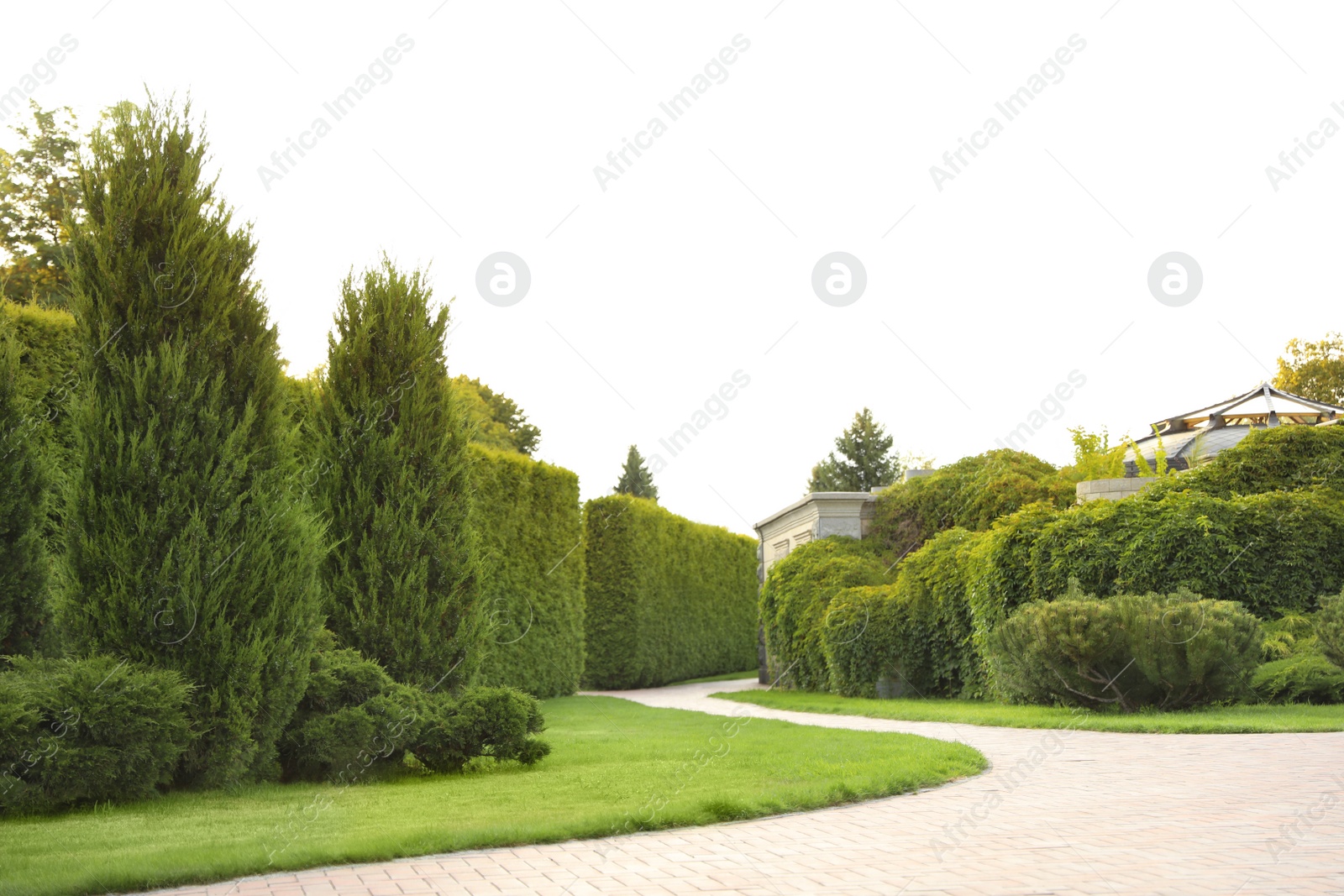 Photo of Picturesque landscape with brick path on sunny day. Gardening idea