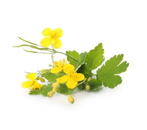 Photo of Celandine with yellow flowers and green leaves isolated on white