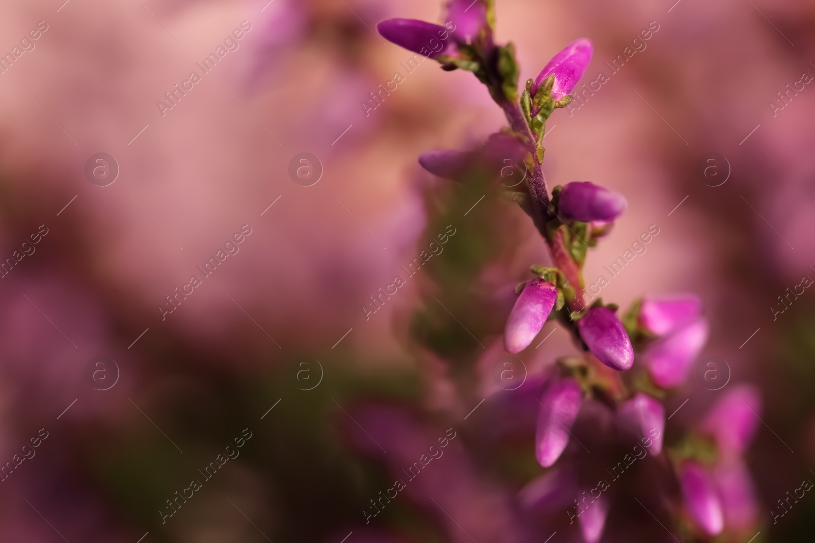 Photo of Heather twig with beautiful flowers on blurred background, closeup. Space for text