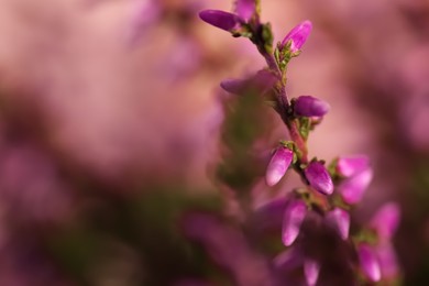 Photo of Heather twig with beautiful flowers on blurred background, closeup. Space for text