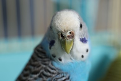 Beautiful light blue parrot in cage, closeup. Exotic pet