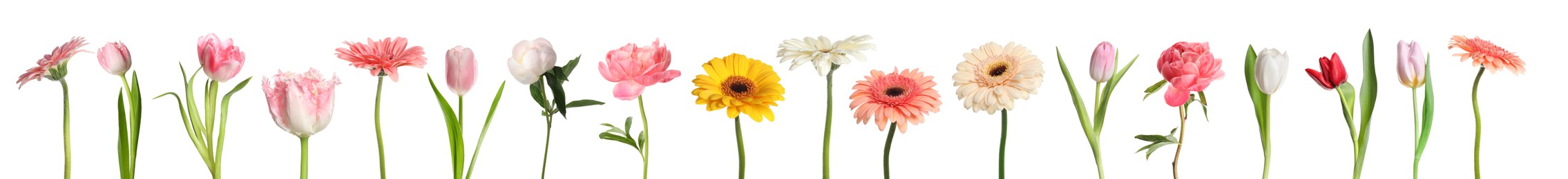 Image of Different beautiful flowers isolated on white, set