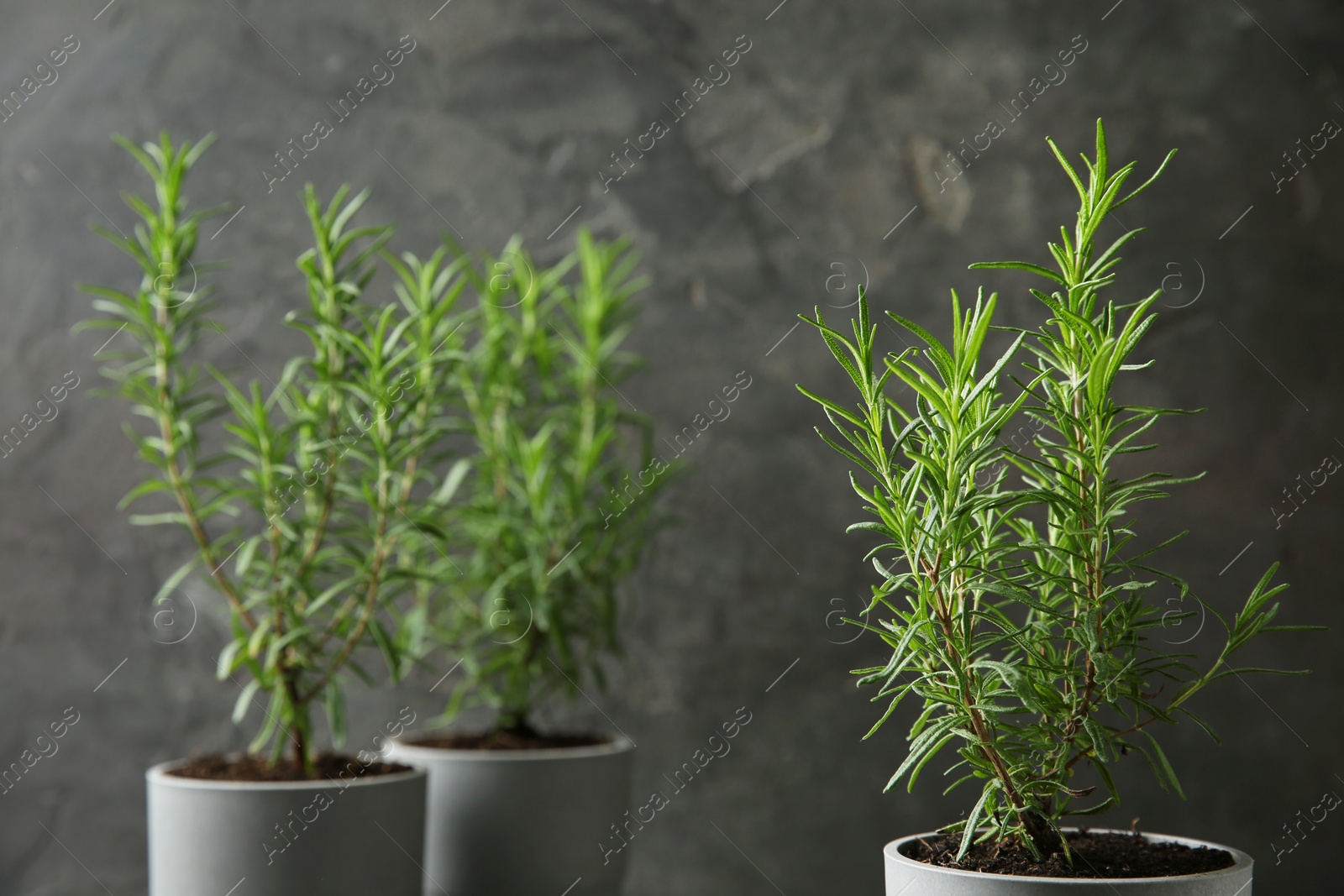 Photo of Pot with green rosemary bush against grey background