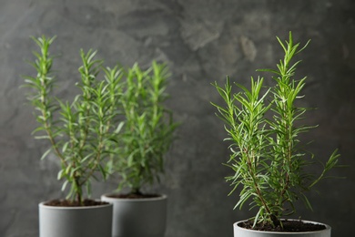 Photo of Pot with green rosemary bush against grey background