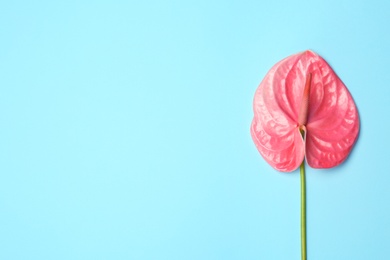 Photo of Beautiful pink anthurium flower on blue background. Tropical plant