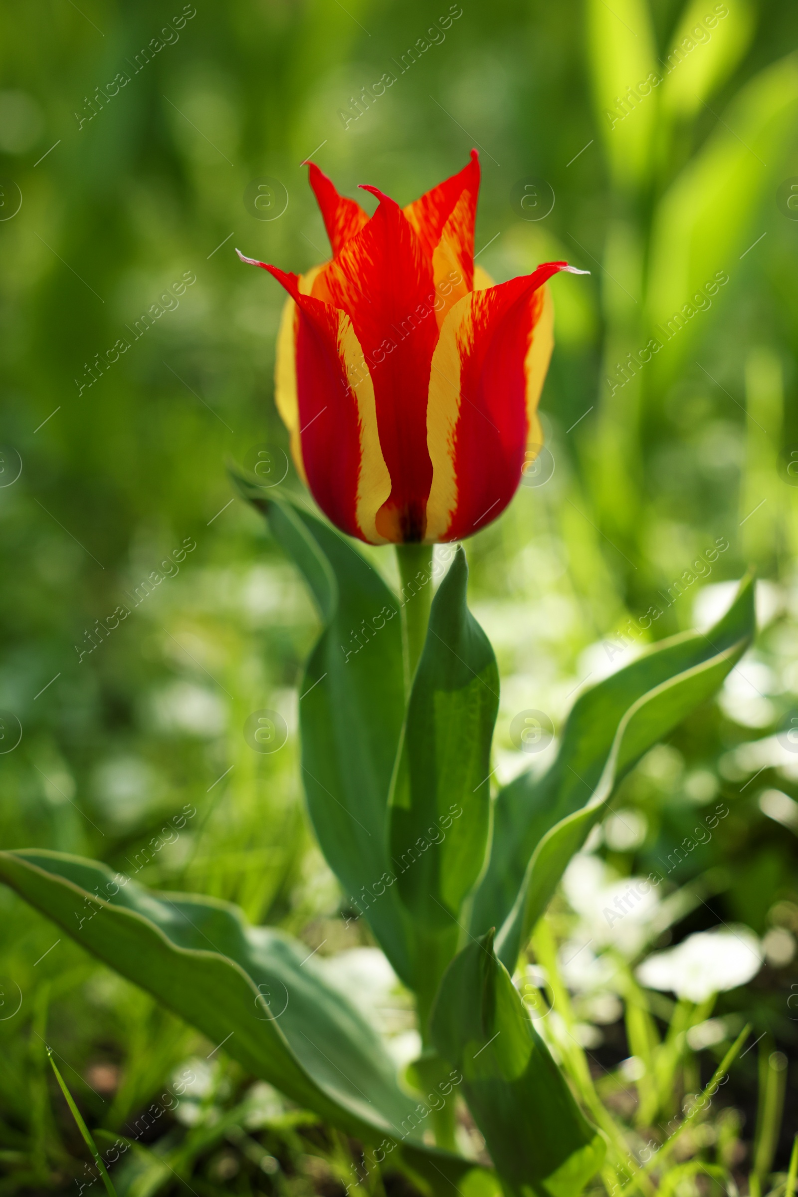 Photo of Beautiful bright tulip growing outdoors on sunny day, closeup