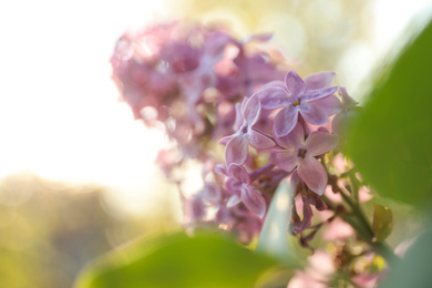 Photo of Closeup view of beautiful blooming lilac shrub outdoors