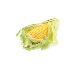 Photo of Ripe raw corn cob with husk isolated on white