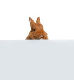 Photo of Adorable fluffy bunny on white background. Easter symbol