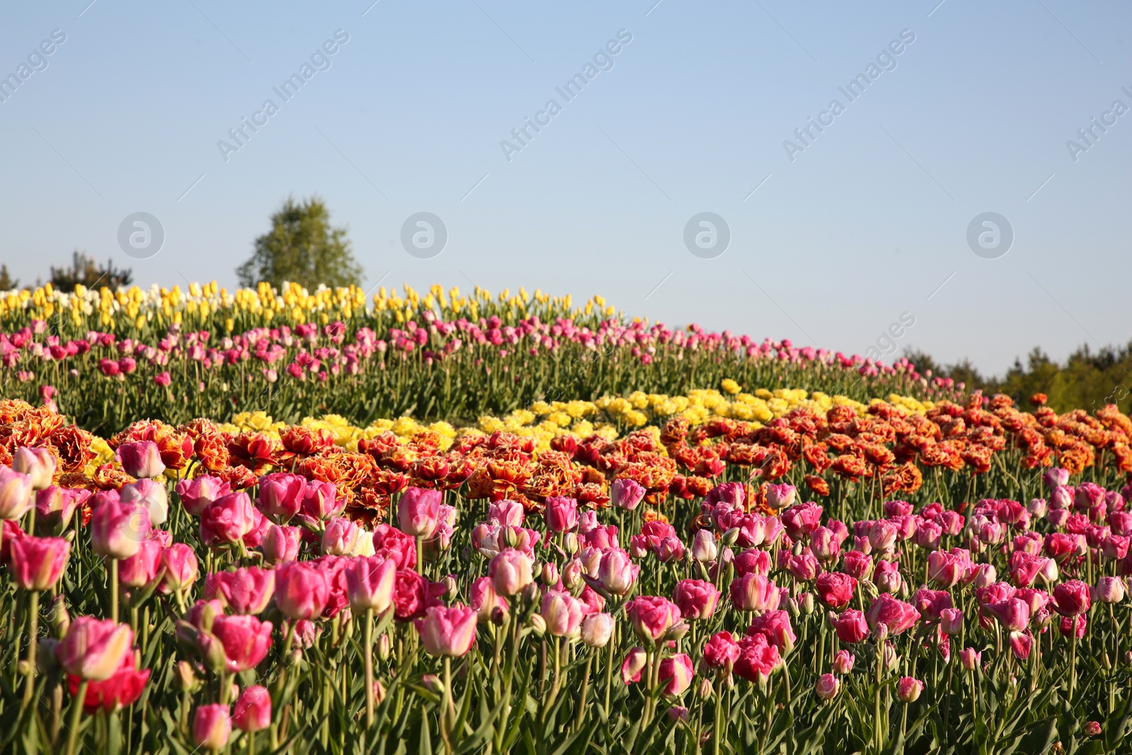 Photo of Beautiful colorful tulip flowers growing in field on sunny day