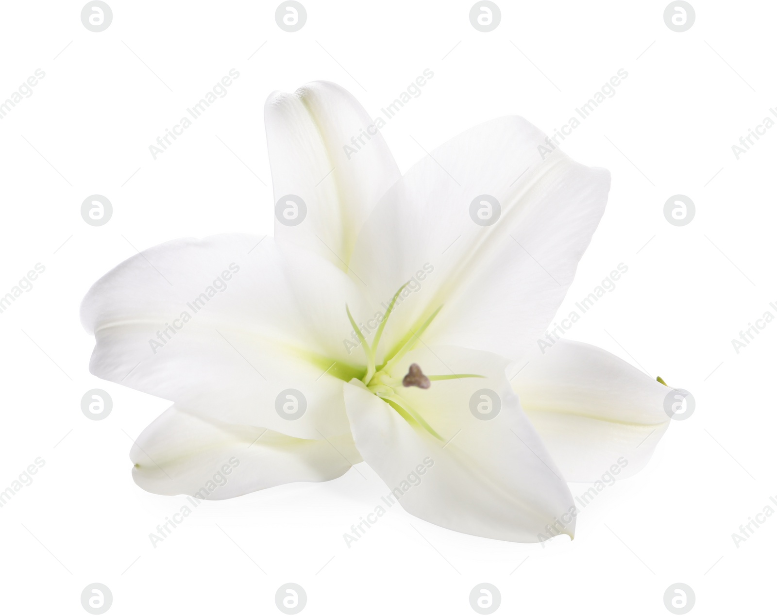 Photo of Beautiful fresh lily flower isolated on white