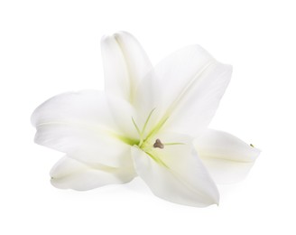 Photo of Beautiful fresh lily flower isolated on white