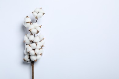 Branch with cotton flowers on white background, top view. Space for text