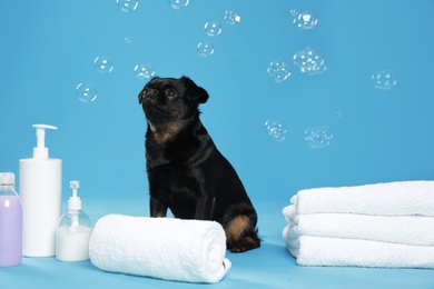 Cute black Petit Brabancon dog, bath accessories and bubbles on light blue background