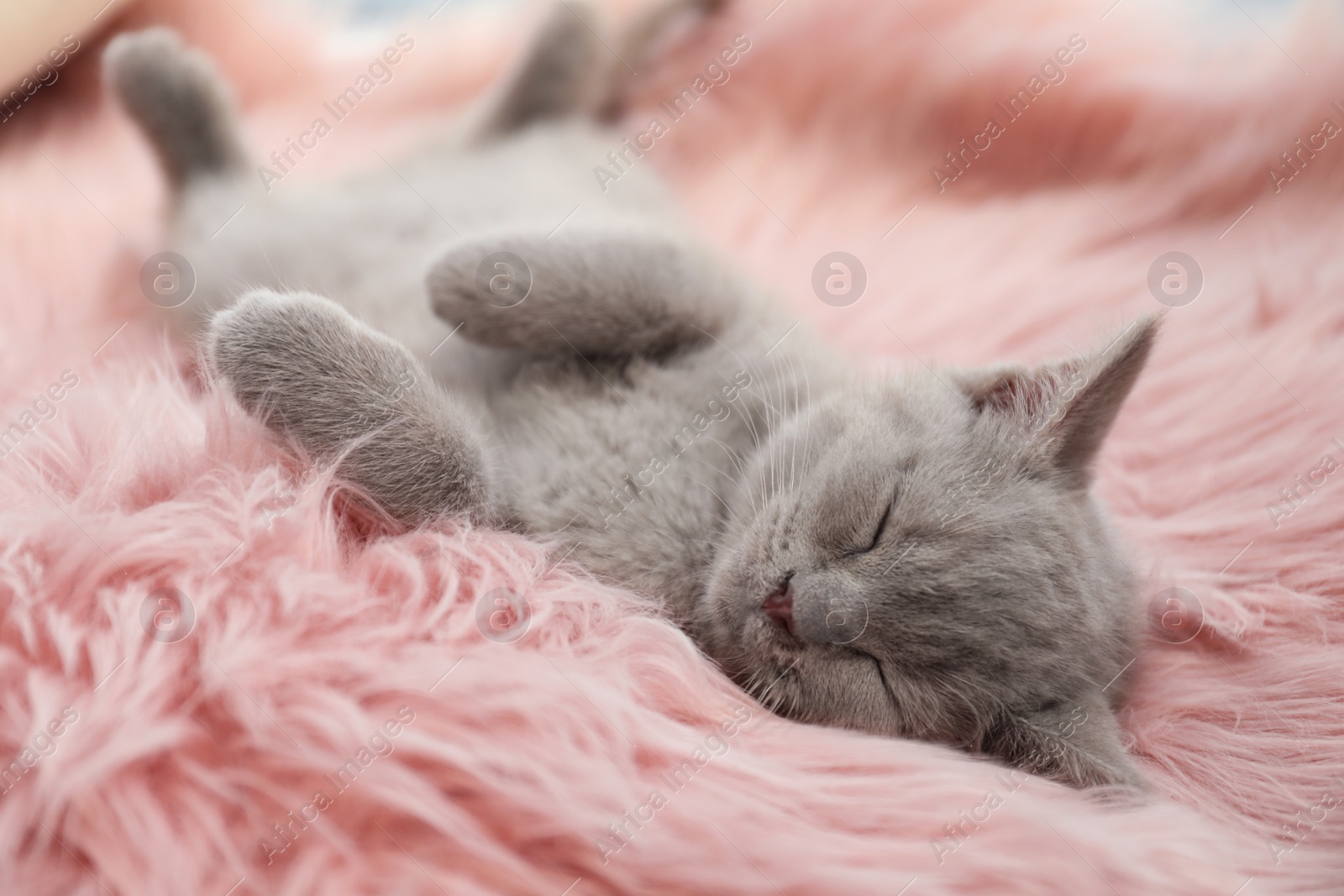 Photo of Scottish straight baby cat sleeping on furry blanket, closeup