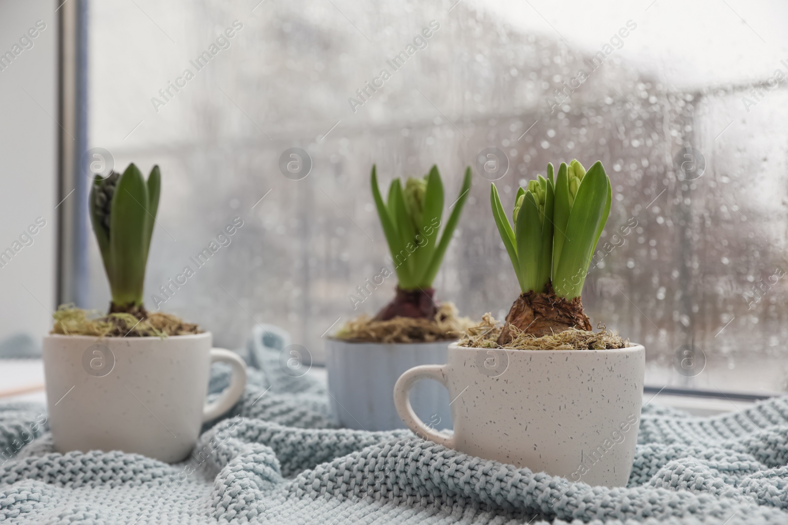 Photo of Potted hyacinth flowers on plaid near window