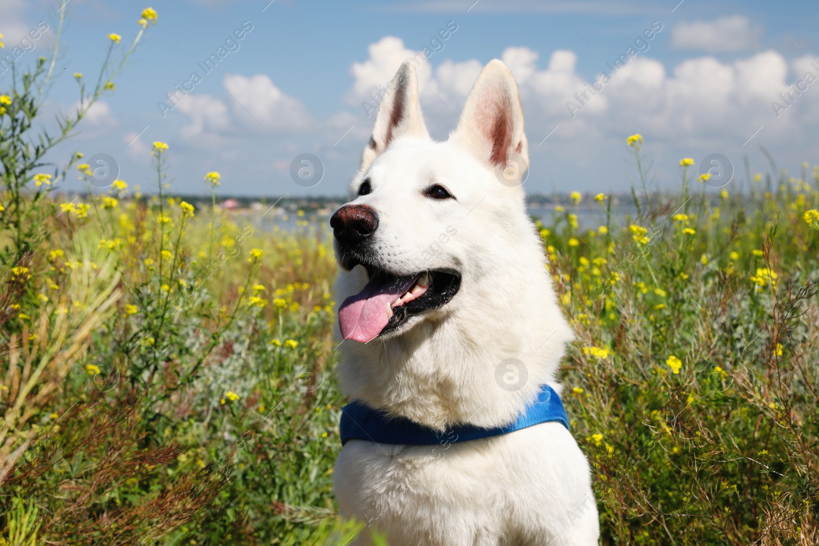 Photo of Cute white Swiss Shepherd dog in park