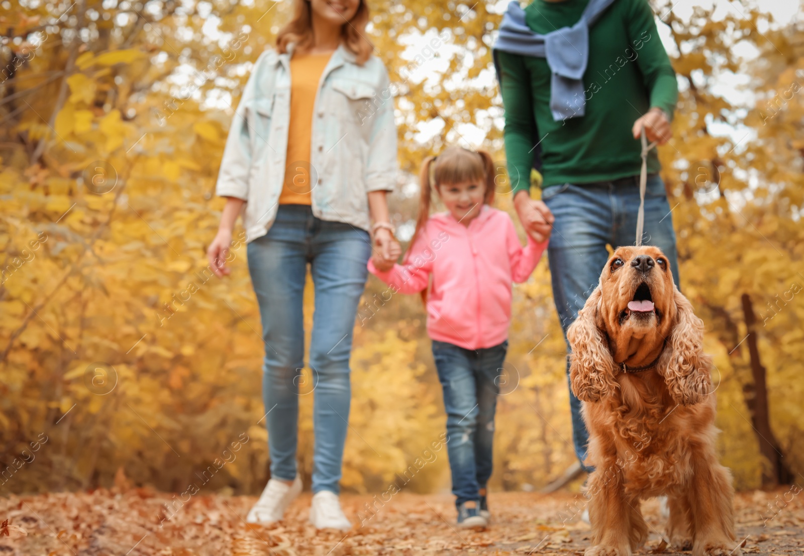 Photo of Happy family with child and dog in park. Autumn walk