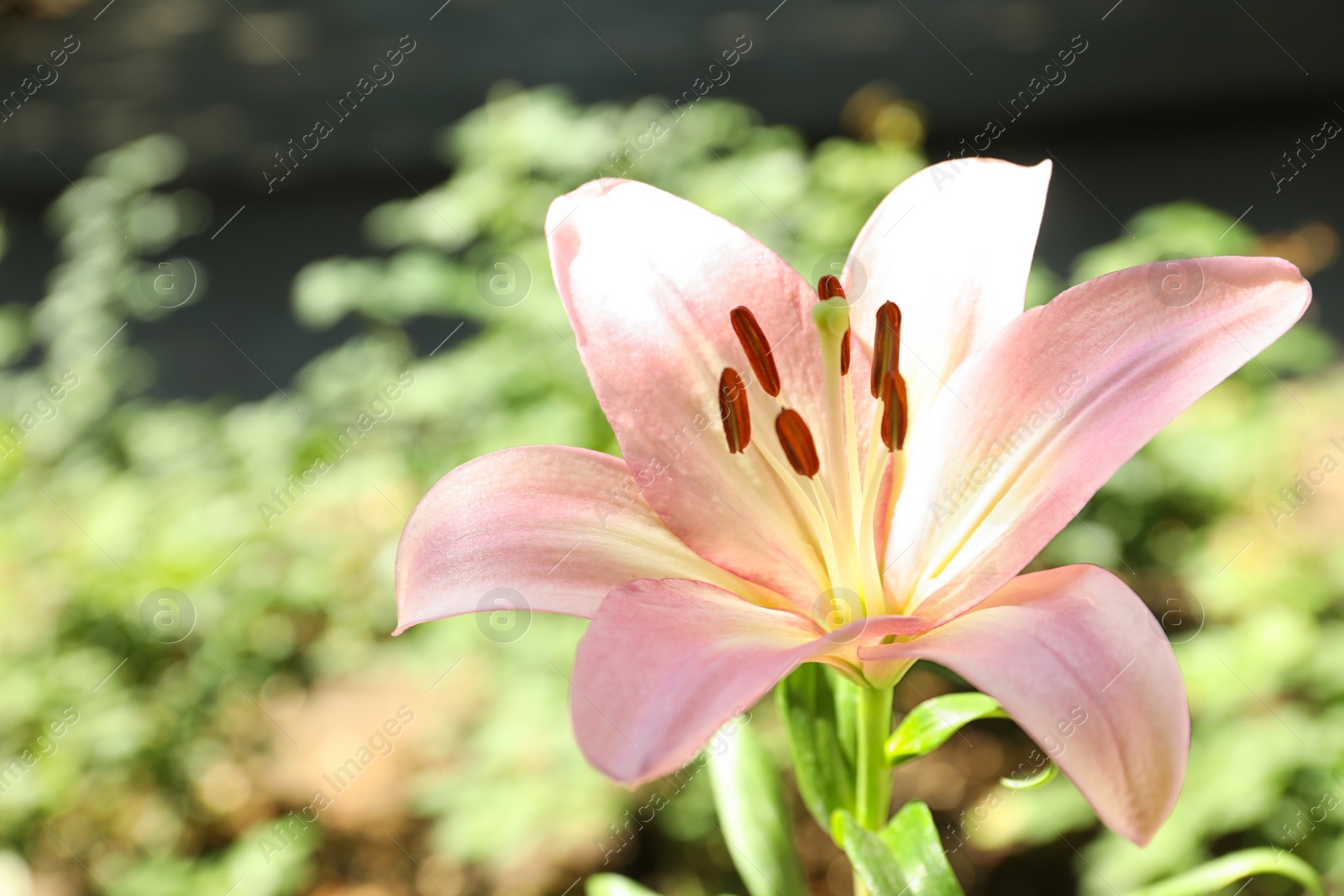 Photo of Beautiful blooming lily flower in garden, closeup