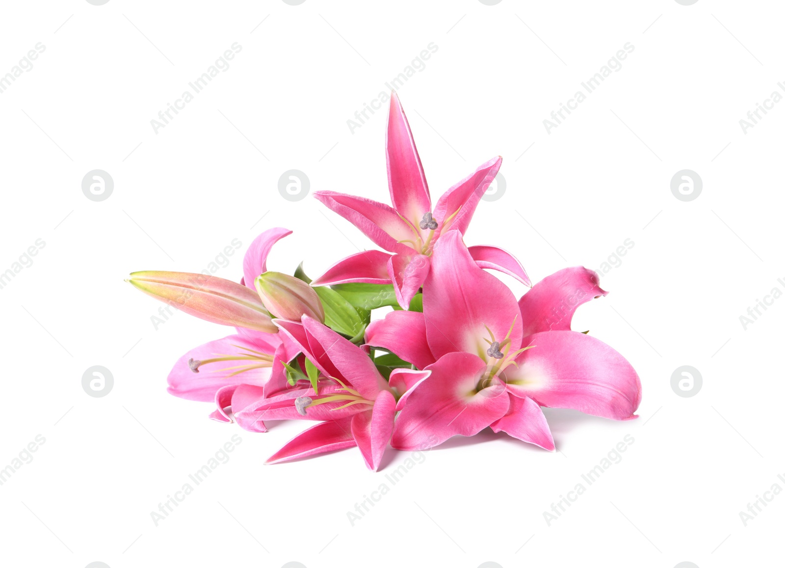 Photo of Beautiful pink lily flowers isolated on white