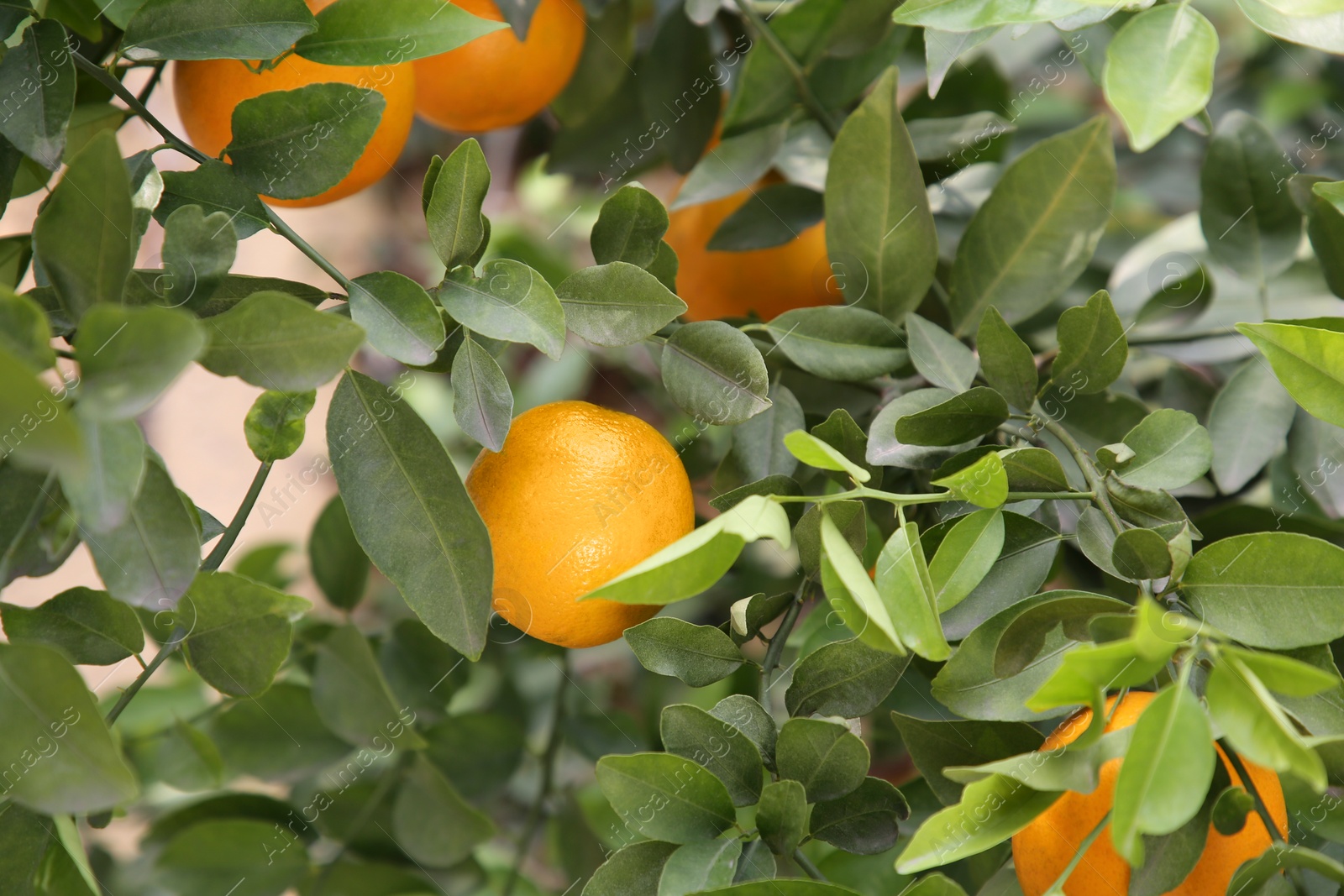 Fresh ripe oranges growing on tree outdoors Photo of Fresh ripe oranges growing on tree outdoors