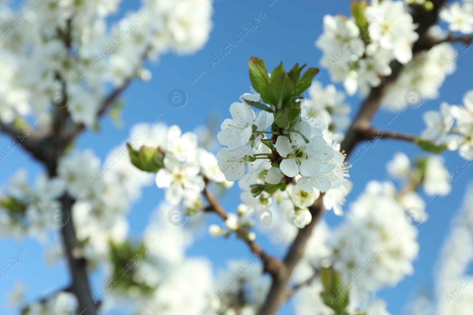 Photo of Blossoming spring tree against blue sky, closeup
