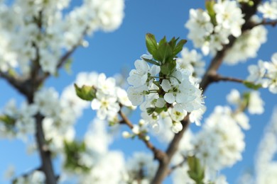 Blossoming spring tree against blue sky, closeup