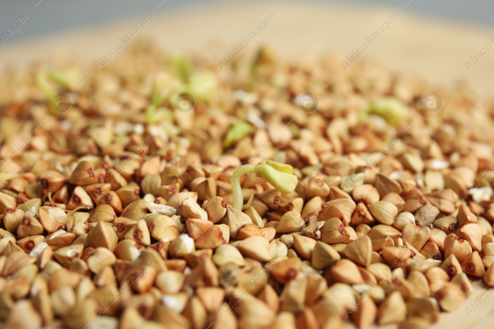 Photo of Sprouted green buckwheat grains on table, closeup