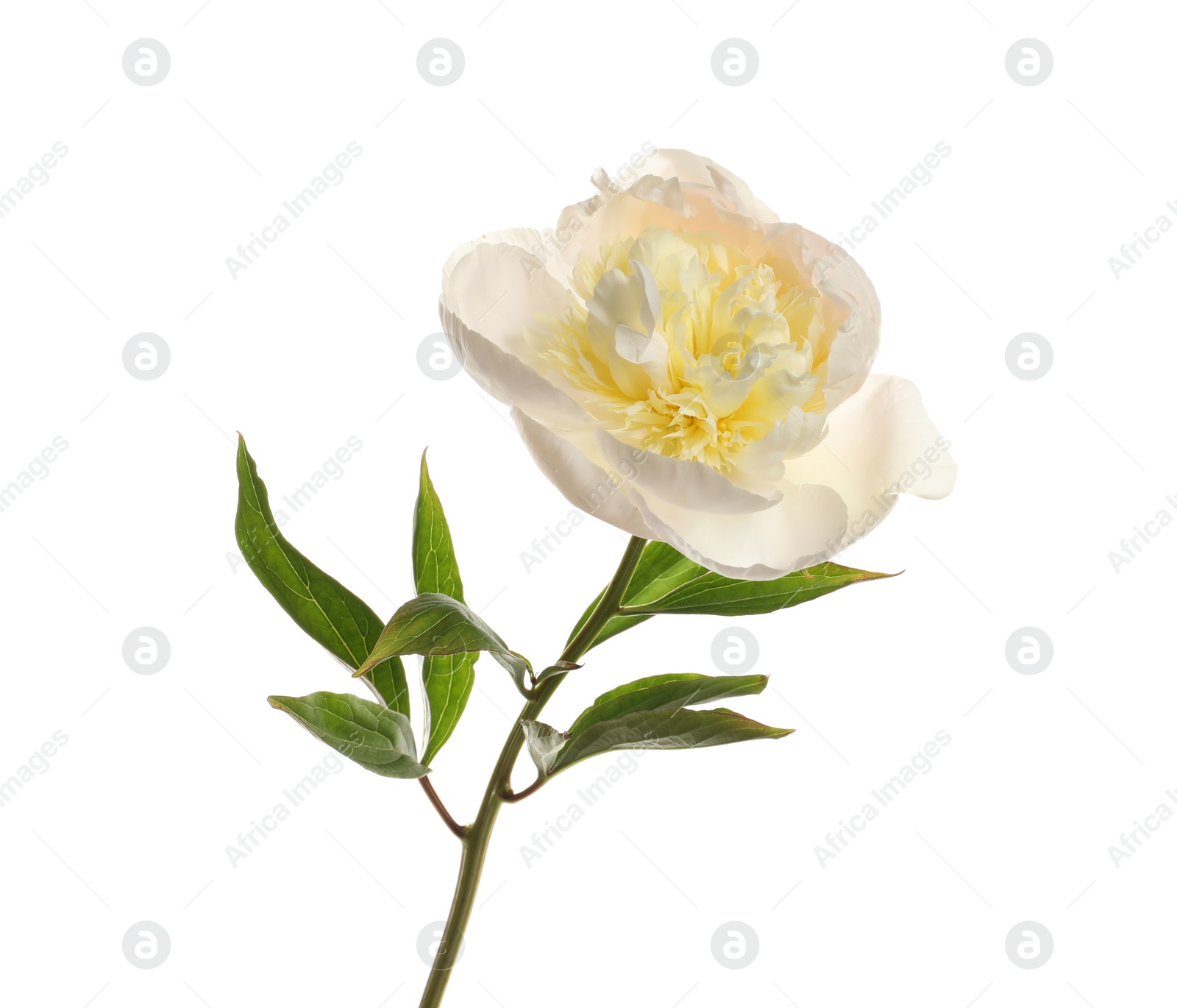 Photo of Fragrant peony on white background. Beautiful spring flower