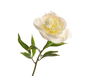 Photo of Fragrant peony on white background. Beautiful spring flower