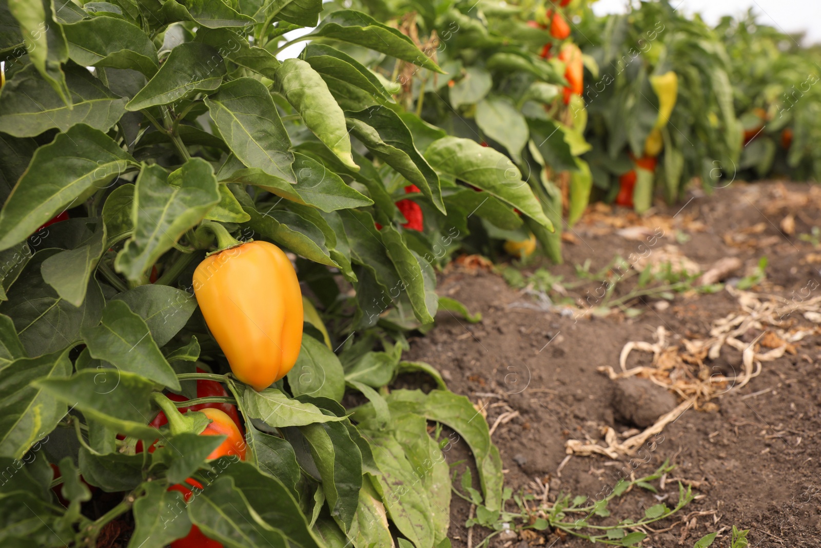 Photo of Bell pepper bushes in field. Harvesting time