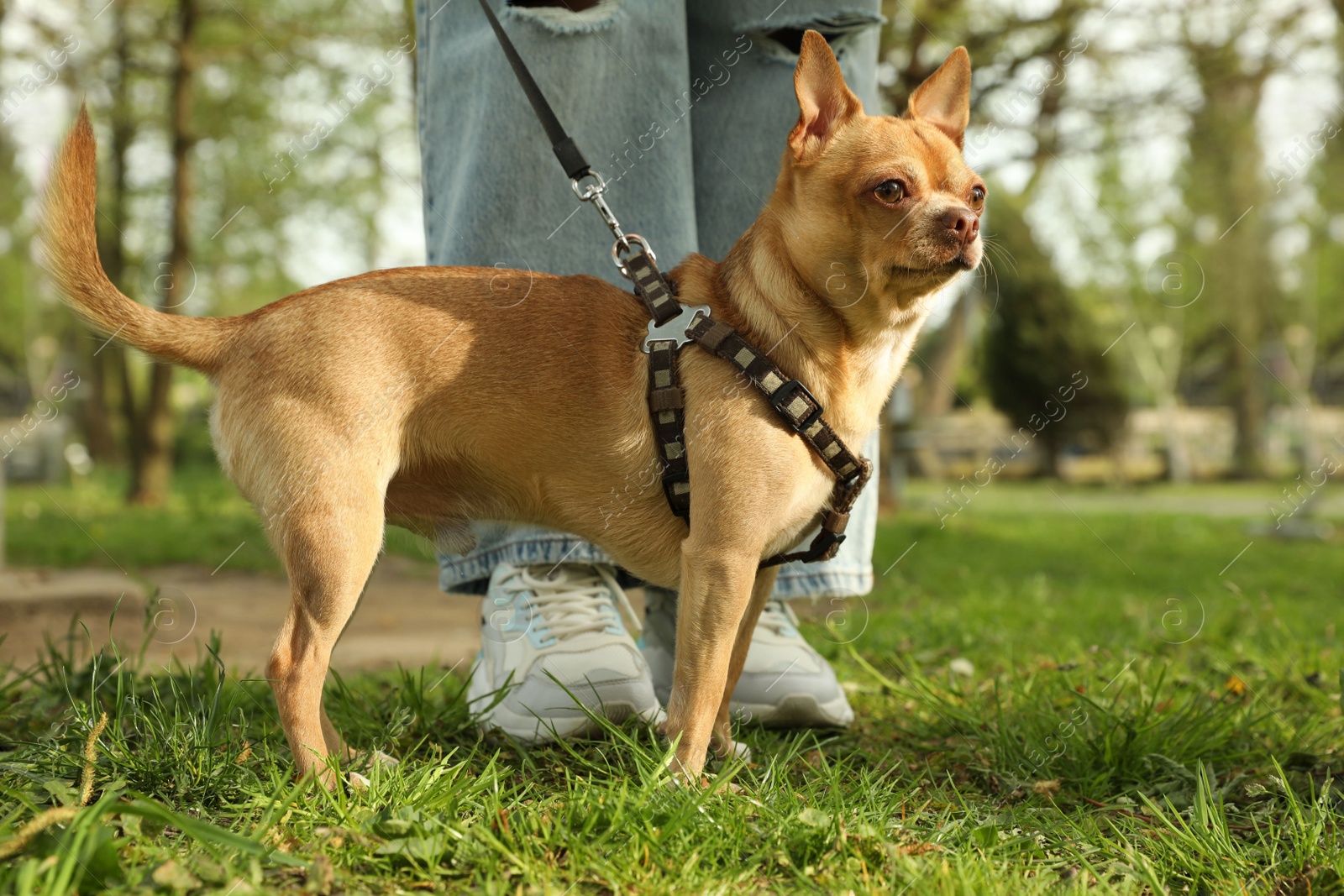 Photo of Woman walking with her chihuahua dog on green grass in park, closeup