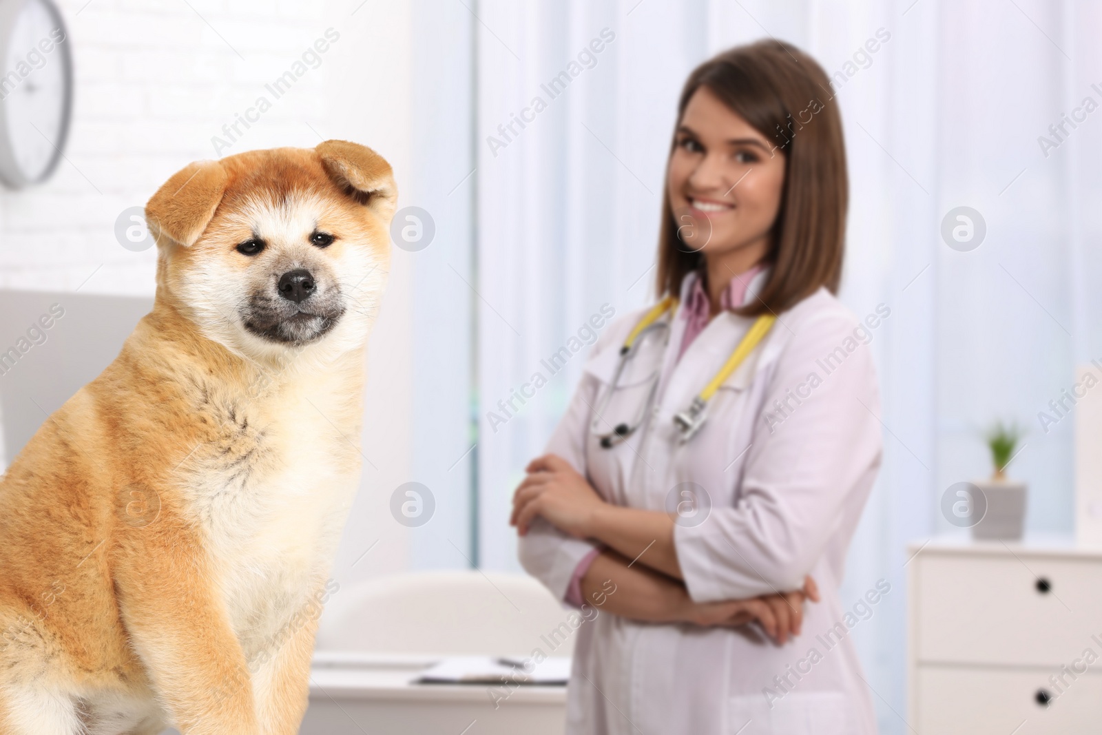 Image of Veterinarian doc with adorable dog in clinic