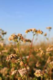 Photo of Beautiful buckwheat flowers growing in field under bright sky